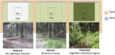 Understory Vegetation in Oil Palm Plantations Promotes Leopard Cat Activity, but Does Not Affect Rats or Rat Damage